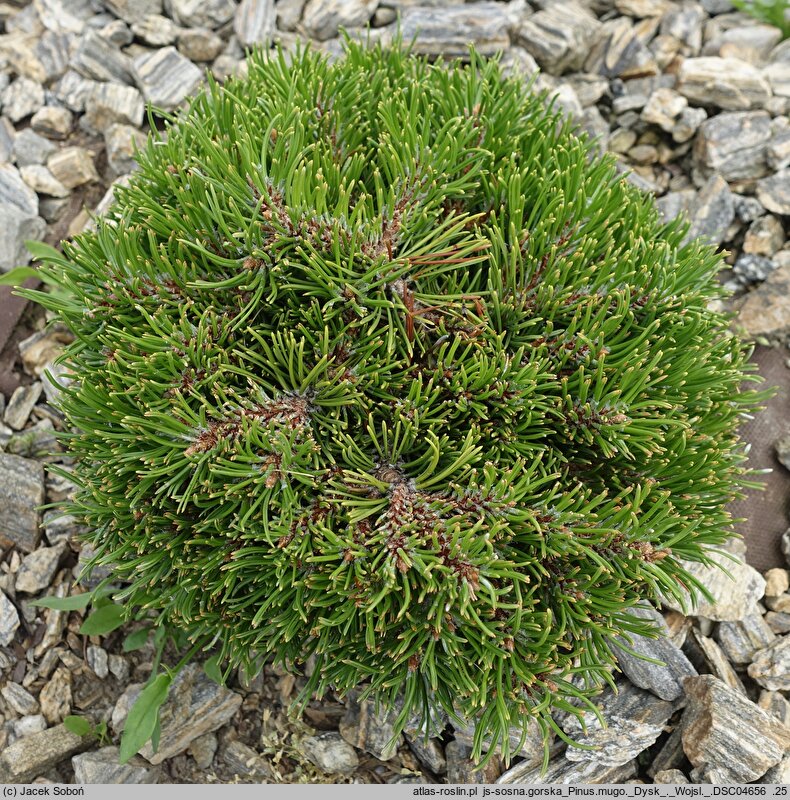 Pinus mugo Dysk