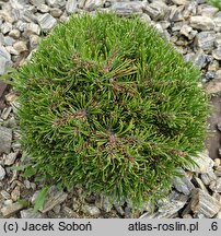 Pinus mugo Dysk