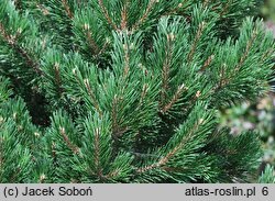 Pinus mugo Gnom