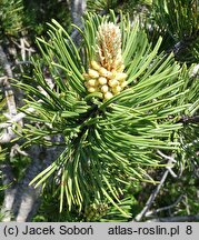 Pinus mugo (sosna górska)