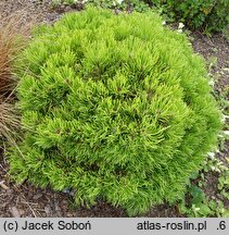 Pinus mugo Rysy