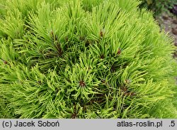 Pinus mugo Rysy