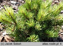 Pinus mugo Werner