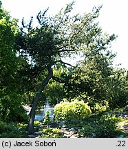 Pinus uncinata