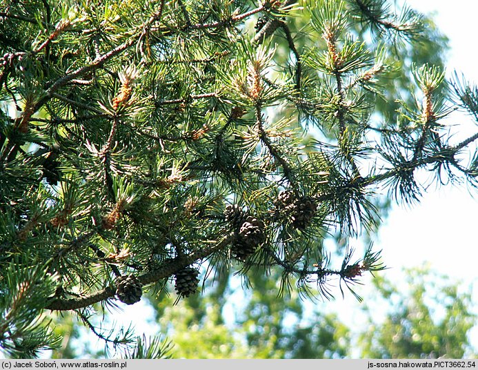 Pinus uncinata