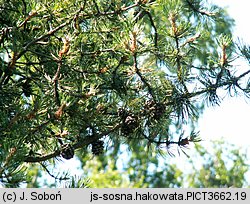 Pinus uncinata