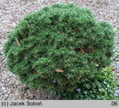 Pinus uncinata Jezek