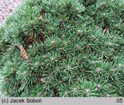 Pinus uncinata Jezek