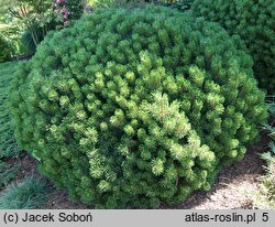 Pinus uncinata Compacta