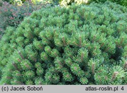 Pinus uncinata Compacta