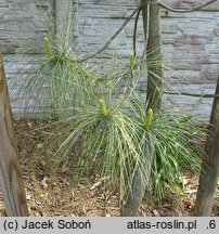 Pinus wallichiana Zebrina