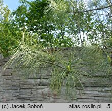 Pinus wallichiana Zebrina