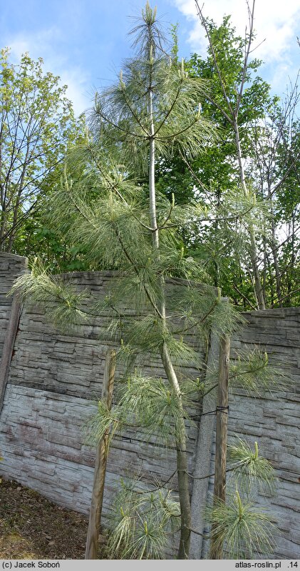 Pinus wallichiana Zebrina