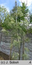 Pinus wallichiana Zebrina