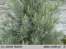 Pinus monophylla (sosna jednoigielna)