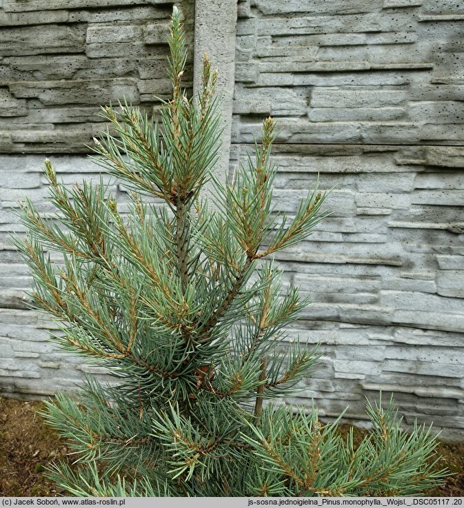 Pinus monophylla (sosna jednoigielna)