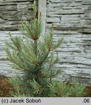 Pinus monophylla (sosna jednoigielna)