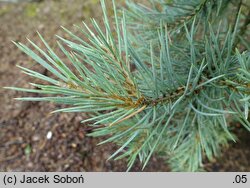 Pinus monophylla (sosna jednoigielna)