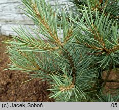 Pinus monophylla (sosna jednoigielna)