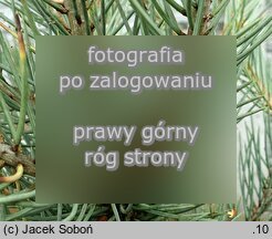 Pinus monophylla (sosna jednoigielna)