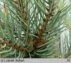 Pinus monophylla (sosna jednoigielna)