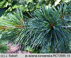 Pinus koraiensis