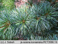 Pinus koraiensis