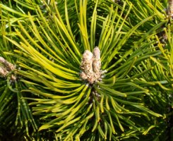 Pinus mugo (sosna górska)