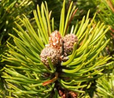 Pinus mugo (sosna górska)