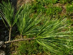 Pinus cembra (sosna limba)