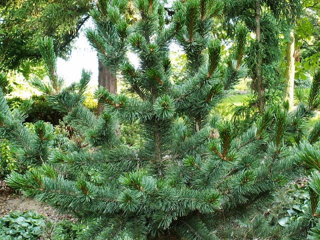 Pinus aristata