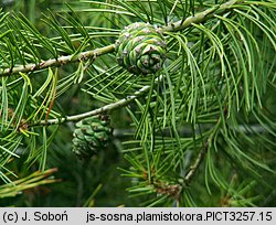 Pinus bungeana