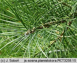 Pinus bungeana