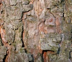 Pinus sylvestris (sosna zwyczajna)