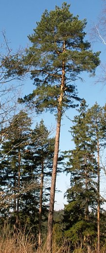 Pinus sylvestris (sosna zwyczajna)