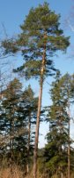 Pinus sylvestris (sosna zwyczajna)