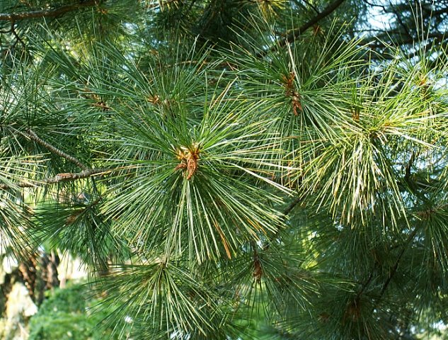 Pinus peuce