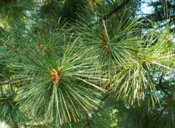 Pinus peuce