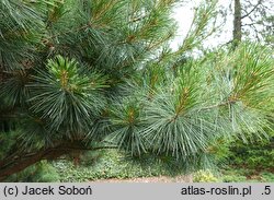 Pinus strobus Radiata