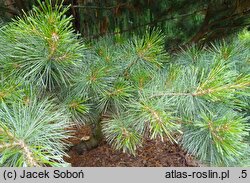 Pinus strobus Radiata