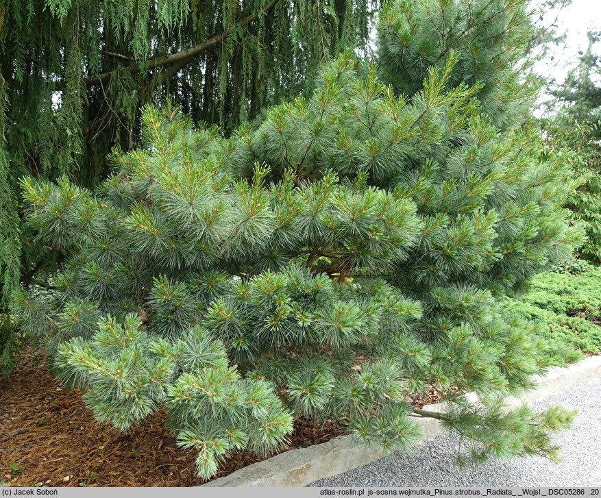 Pinus strobus Radiata