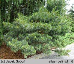 Pinus strobus Radiata