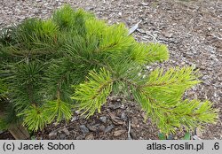 Pinus contorta Anna Aurea