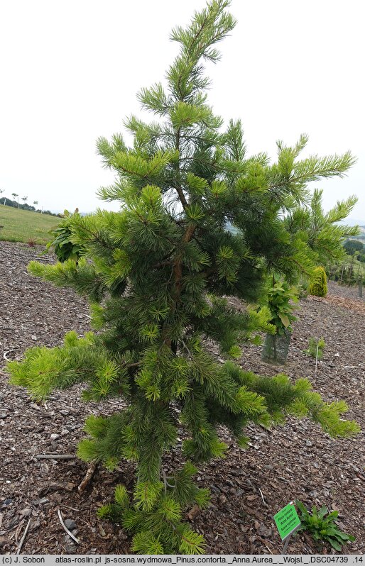Pinus contorta Anna Aurea