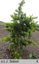 Pinus contorta Anna Aurea