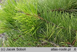 Pinus contorta Anna Aurea
