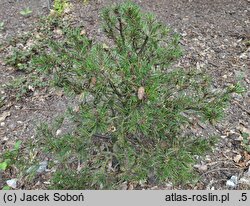 Pinus contorta Tiger