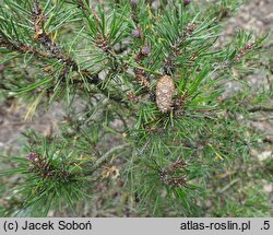 Pinus contorta Tiger