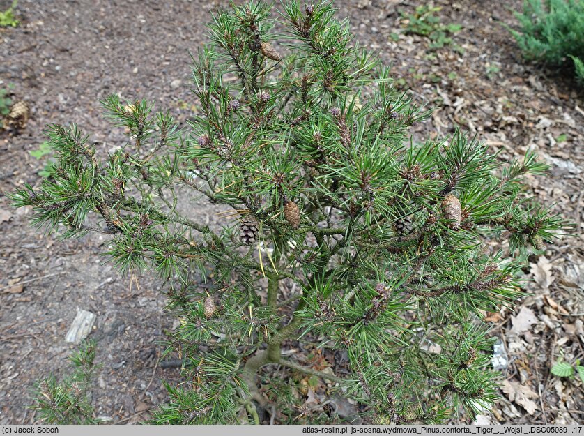 Pinus contorta Tiger