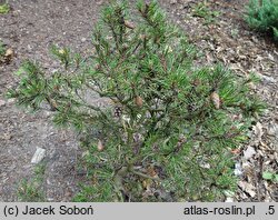 Pinus contorta Tiger